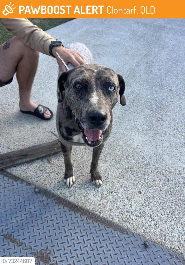 Found/Stray Female Dog last seen Burwood Terrance Clontarf, Clontarf, QLD 4019