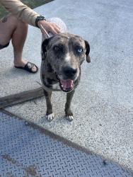 Found/Stray Female Dog last seen Burwood Terrance Clontarf, Clontarf, QLD 4019