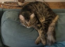 Reunited Male Cat last seen Springbrook Rd, Walnut Creek, CA, USA, Walnut Creek, CA 94595