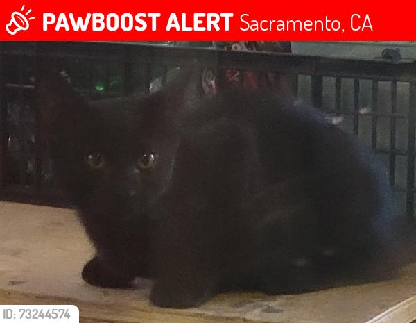 Lost Male Cat last seen Mint Leaf Way and Shady Leaf Way, Sacramento, CA 95838