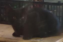 Lost Male Cat last seen Mint Leaf Way and Shady Leaf Way, Sacramento, CA 95838