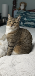 Reunited Female Cat last seen Explorer way and Meadowlark, Florence, MT 59833