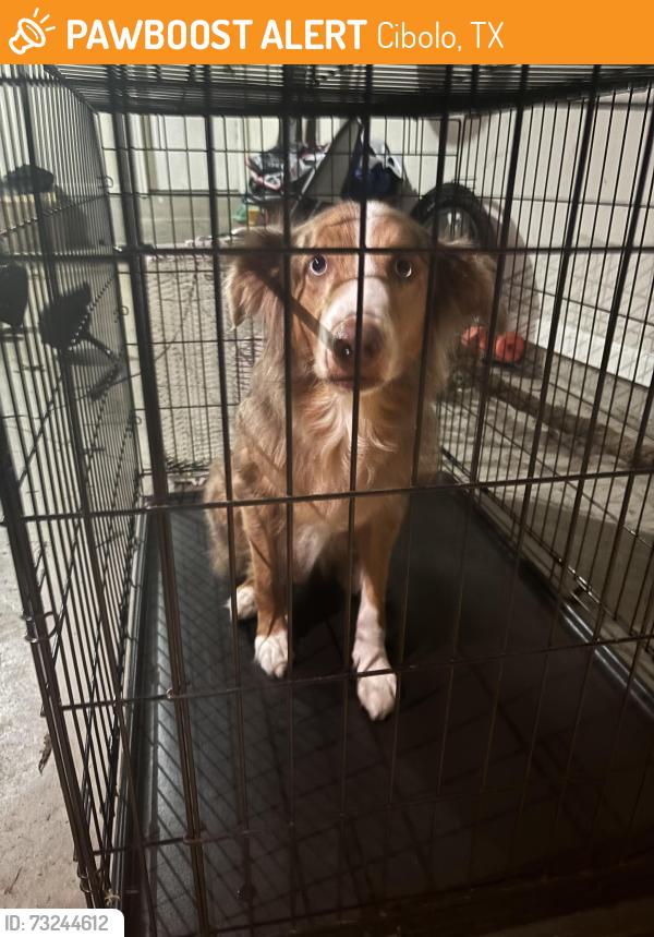 Found/Stray Female Dog last seen Deer creek, Cibolo, TX 78154