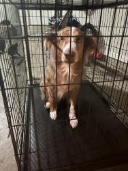 Found/Stray Female Dog last seen Deer creek, Cibolo, TX 78154