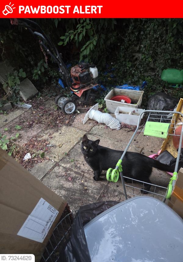 Lost Female Cat last seen Brighton, Brighton and Hove, England BN2 4LQ