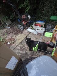 Lost Female Cat last seen Brighton, Brighton and Hove, England BN2 4LQ