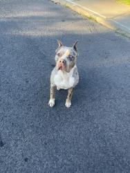 Lost Male Dog last seen Calispel, Spokane, WA 99205