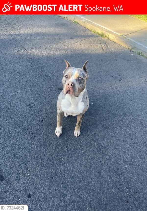 Lost Male Dog last seen Calispel, Spokane, WA 99205