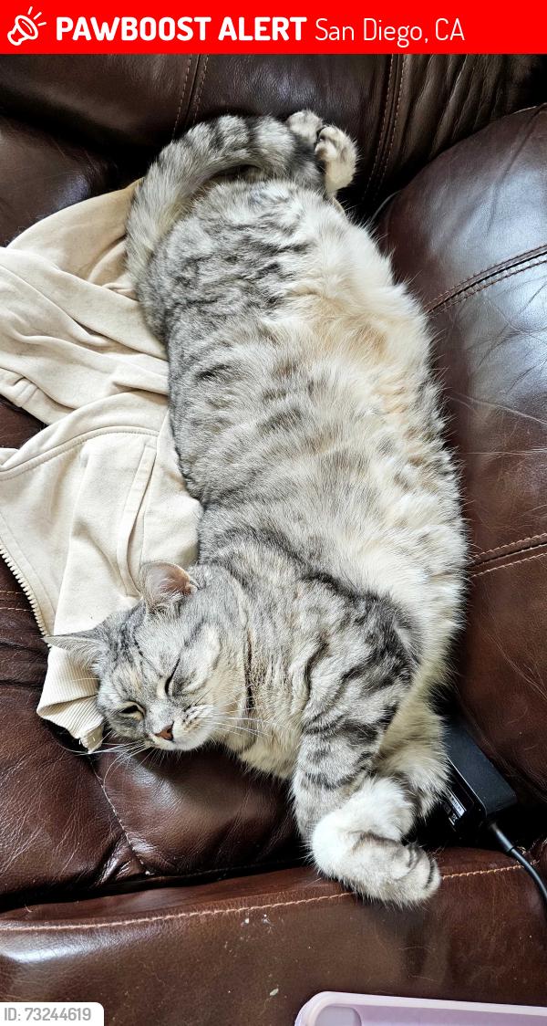 Lost Female Cat last seen Parkdale Ave, San Diego, CA 92126