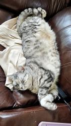 Lost Female Cat last seen Parkdale Ave, San Diego, CA 92126