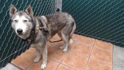 Shelter Stray Unknown Dog last seen , 11258 Garfield Ave, Downey, CA 90242, USA