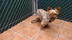 Shelter Stray Male Dog last seen , 11258 Garfield Ave, Downey, CA 90242, USA