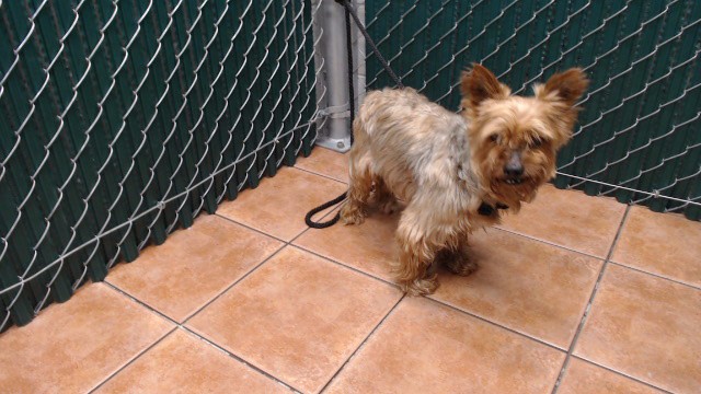 Shelter Stray Male Dog last seen , 11258 Garfield Ave, Downey, CA 90242, USA