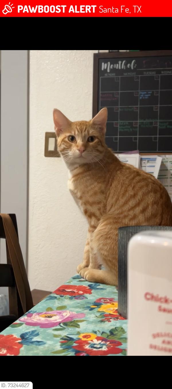 Lost Male Cat last seen Greenbriar st, Santa Fe, TX 77510