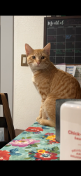 Lost Male Cat last seen Greenbriar st, Santa Fe, TX 77510