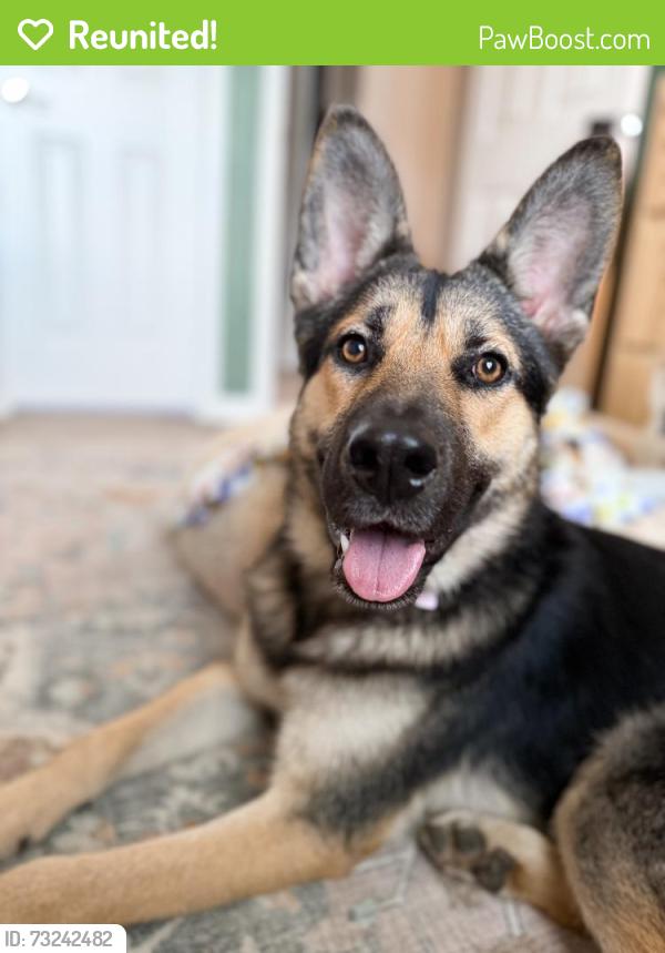 Reunited Female Dog last seen Near Bayberry Ct, Clayton, NC 27520, USA, Clayton, NC 27520
