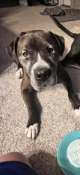 Lost Female Dog last seen Mississippi and Kalispell, Aurora, CO 80017