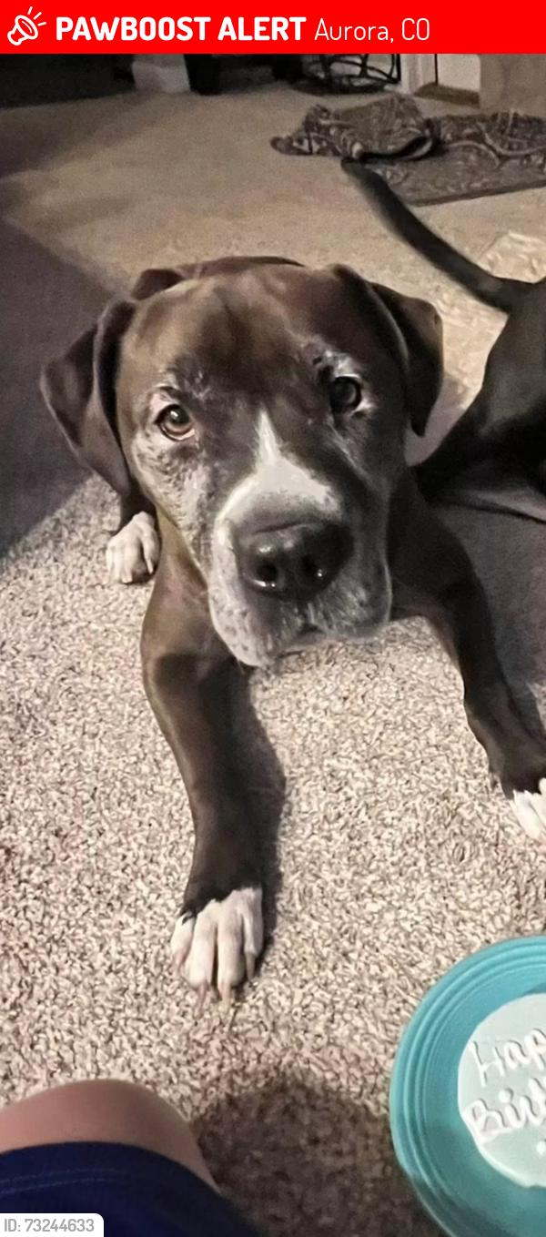 Lost Female Dog last seen Mississippi and Kalispell, Aurora, CO 80017