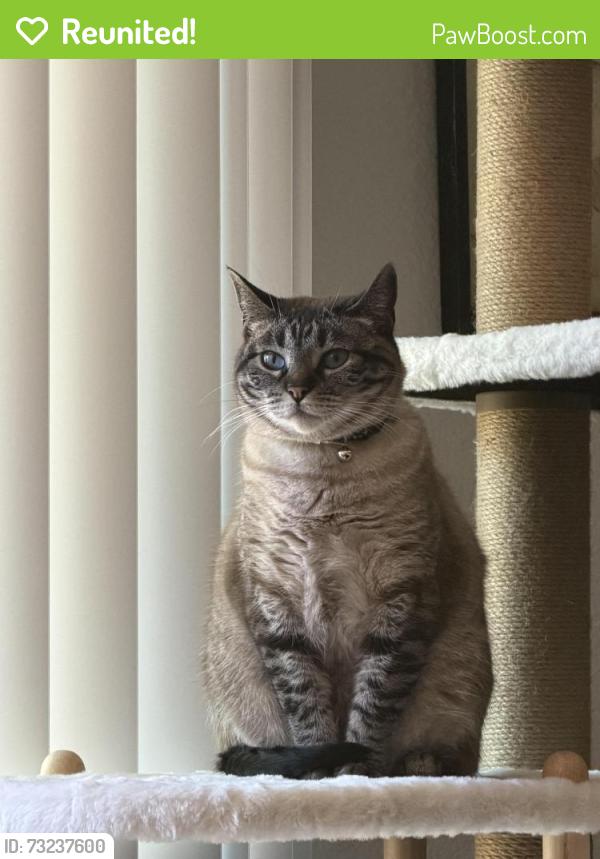 Reunited Female Cat last seen Capitola rd, Santa Cruz, CA 95062