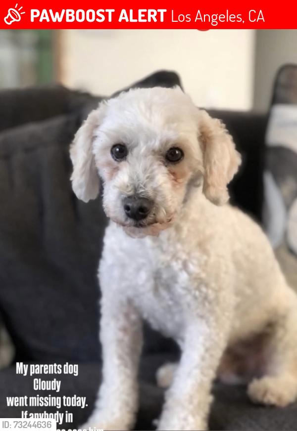 Lost Male Dog last seen South Concord Street and 7th street, Los Angeles, CA 90023