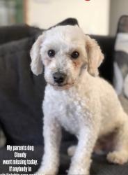 Lost Male Dog last seen South Concord Street and 7th street, Los Angeles, CA 90023