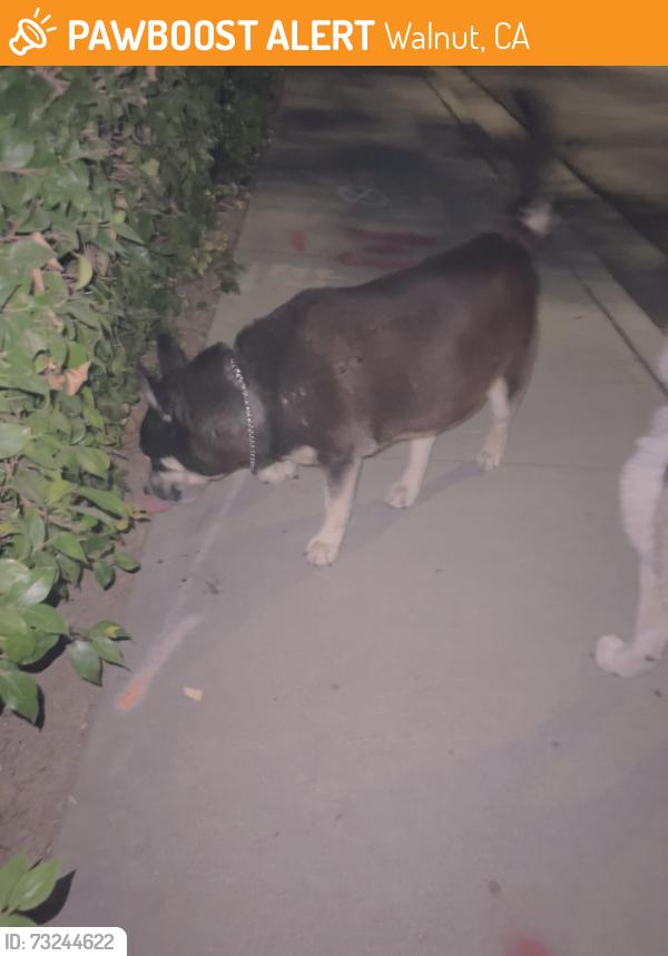 Found/Stray Male Dog last seen Snow creek Dr. and grand, Walnut, CA 91789