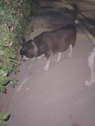 Found/Stray Male Dog last seen Snow creek Dr. and grand, Walnut, CA 91789