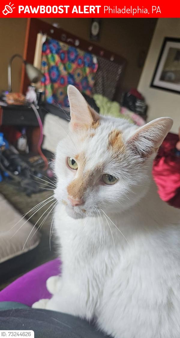 Lost Male Cat last seen Torresdale Ave and Magee Ave, Philadelphia, PA 19135