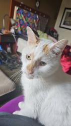 Lost Male Cat last seen Torresdale Ave and Magee Ave, Philadelphia, PA 19135