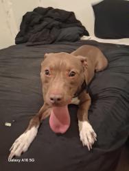 Found/Stray Male Dog last seen Vawter Ave off of Laburnum, Richmond, VA 23222