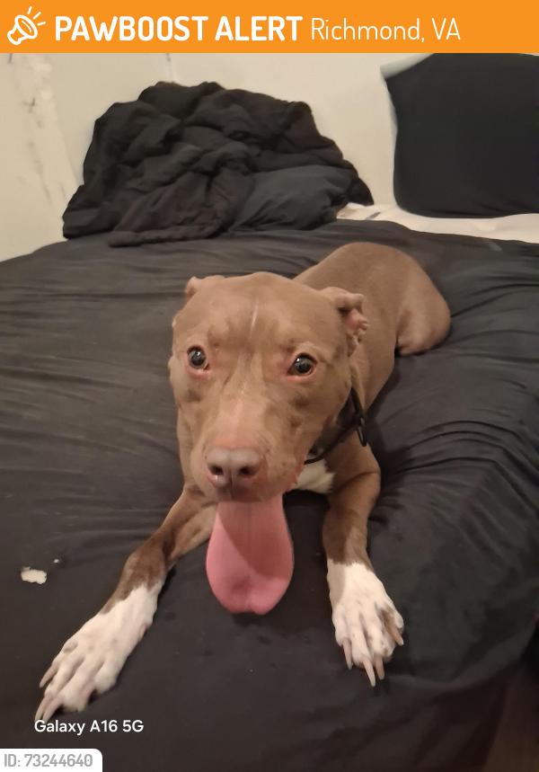 Found/Stray Male Dog last seen Vawter Ave off of Laburnum, Richmond, VA 23222