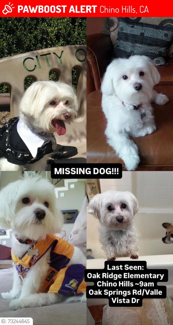 Lost Male Dog last seen valle vista dr. & oak flts rd., Chino Hills, CA 91709