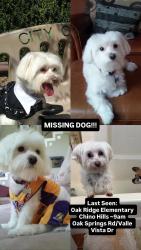 Lost Male Dog last seen valle vista dr. & oak flts rd., Chino Hills, CA 91709