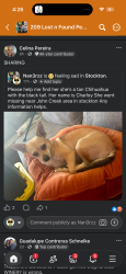 Lost Female Dog last seen Little John creek park, Stockton, CA 95206