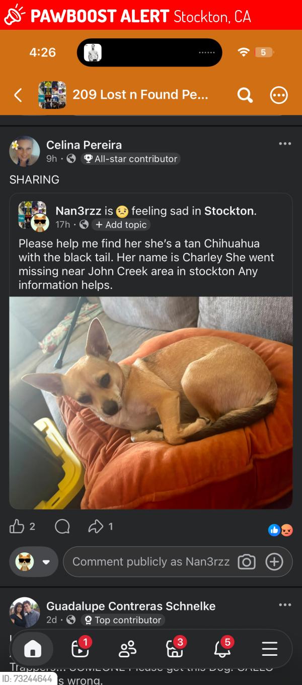 Lost Female Dog last seen Little John creek park, Stockton, CA 95206