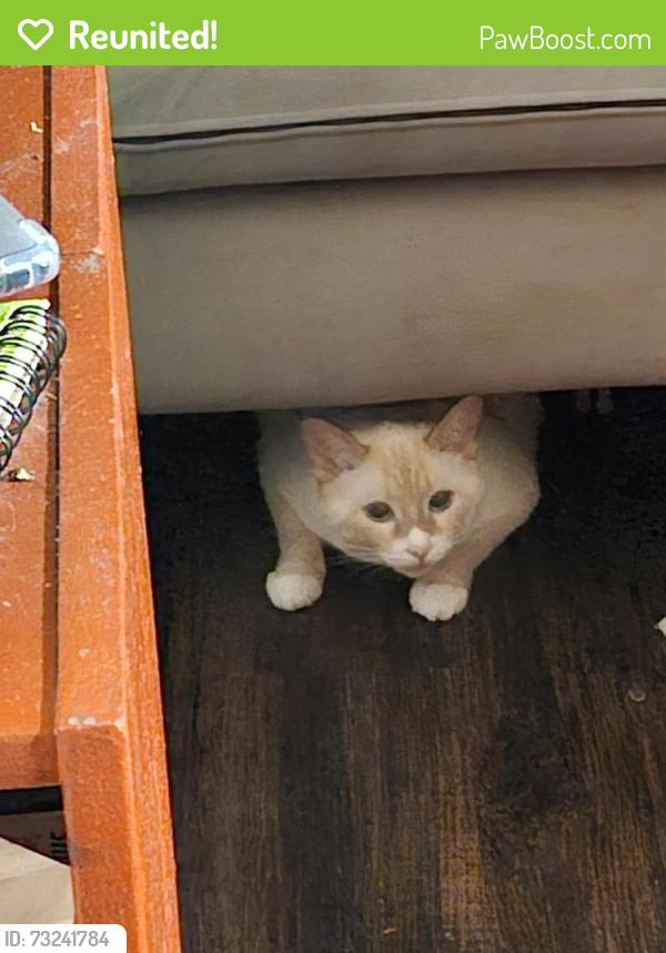 Reunited Male Cat last seen Lee middle school, Woodland, CA 95695