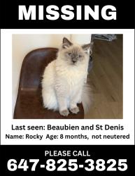 Reunited Male Cat last seen st denis and beaubien, Montréal, QC H2S 1S4
