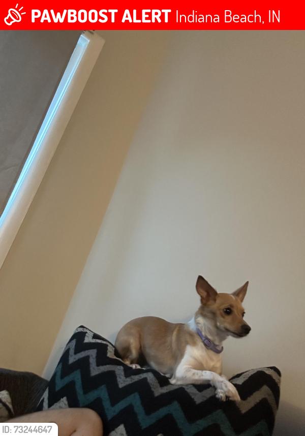 Lost Female Dog last seen Wes beach, Indiana Beach, IN 47960