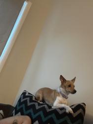 Lost Female Dog last seen Wes beach, Indiana Beach, IN 47960