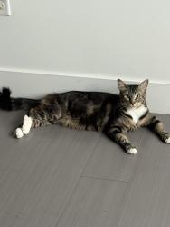 Lost Female Cat last seen Beverly and Geneva, San Diego, CA 92114