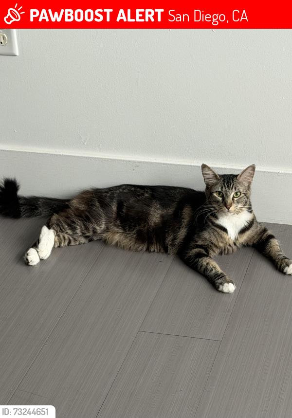 Lost Female Cat last seen Beverly and Geneva, San Diego, CA 92114