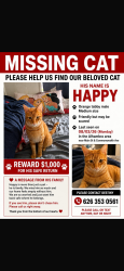 Lost Male Cat last seen Near walnut via Anaheim CA 92801, Anaheim, CA 92801