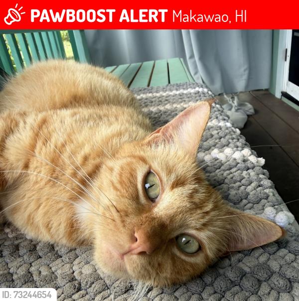 Lost Male Cat last seen Olinda Road, Makawao, HI 96768