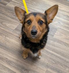 Shelter Stray Female Dog last seen Near Sumac Drive, San Diego, CA, 92105, 5500 Gaines St, San Diego, CA 92110, USA