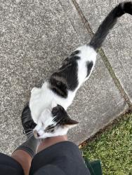 Found/Stray Unknown Cat last seen Henry street, Ryde, NSW 2112