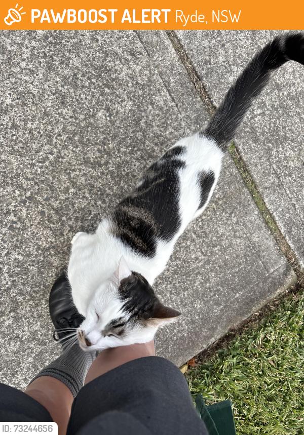 Found/Stray Unknown Cat last seen Henry street, Ryde, NSW 2112