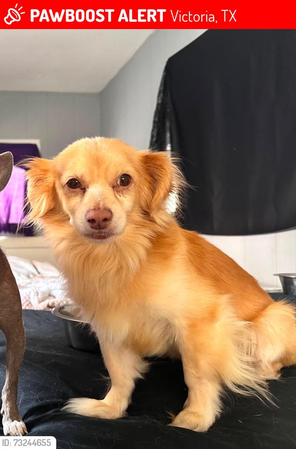 Lost Male Dog last seen Near the Valero on the 59 N Highway, Victoria, TX 77904