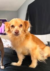 Lost Male Dog last seen Near the Valero on the 59 N Highway, Victoria, TX 77904