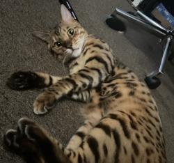 Reunited Male Cat last seen West 21st Street, near Upland Diner, Crozer hosps, Chester, PA 19013