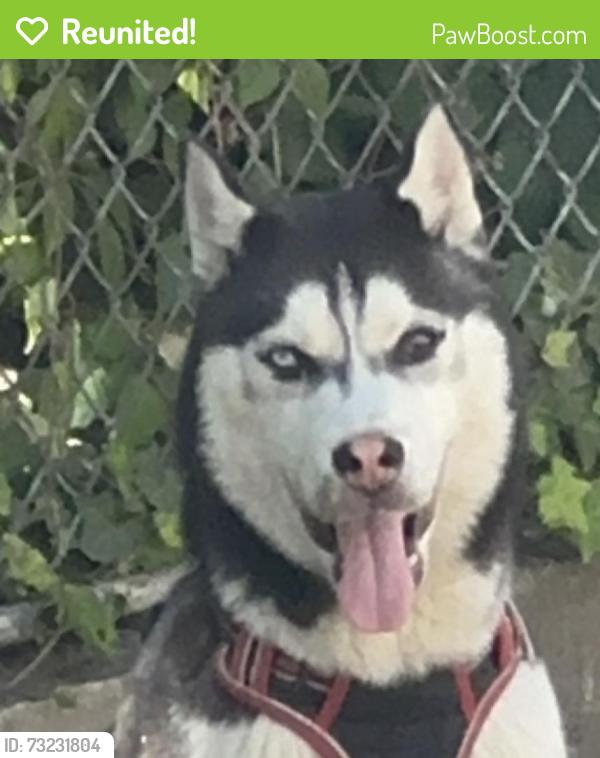 Reunited Male Dog last seen Olney Philadelphia, Philadelphia, PA 19120